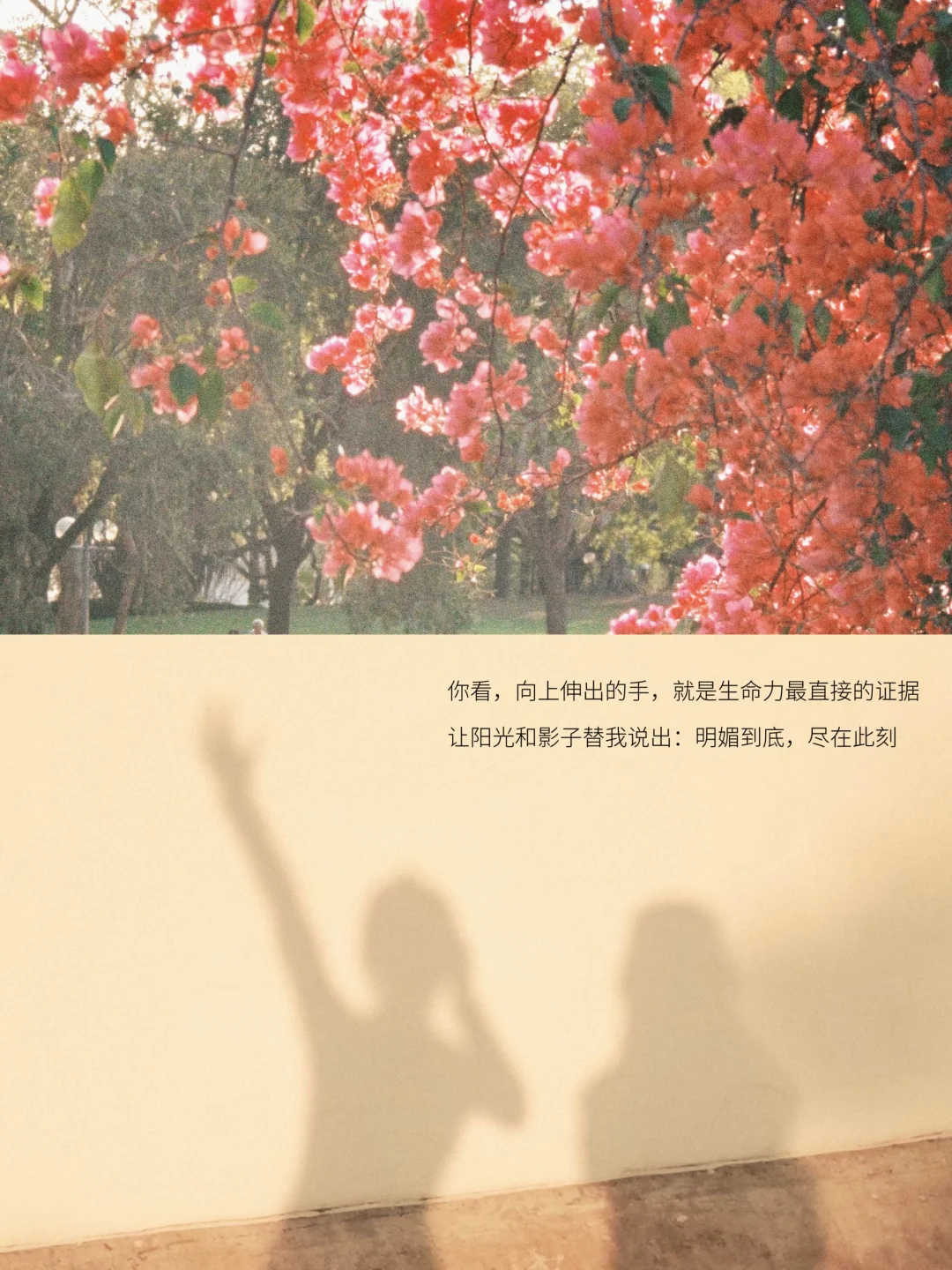 我选择明媚、恣意地活