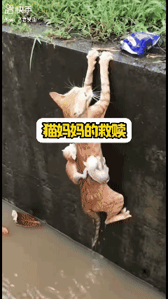 拍视频的人挺淡定啊…[泣不成声]