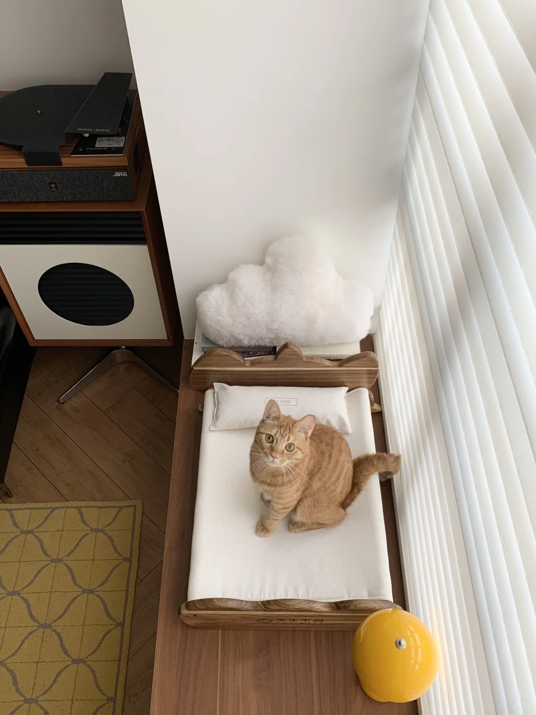 🐱: 小猫我呀，有了猫生中的第一张实木床！