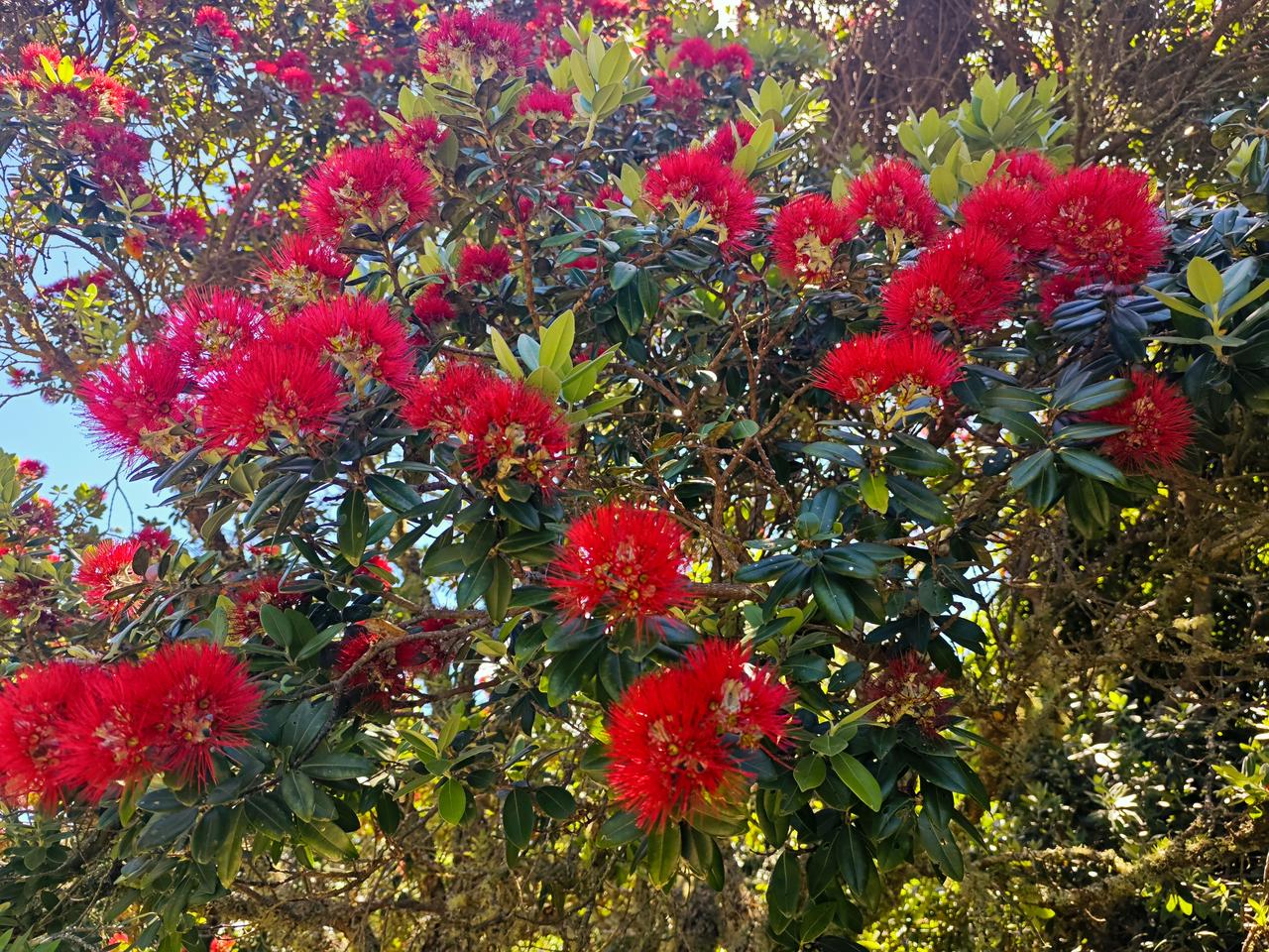 落红不是无情物

走在奥克兰海边树林的小路上，突然出现了一片“落红无数”之景 ，