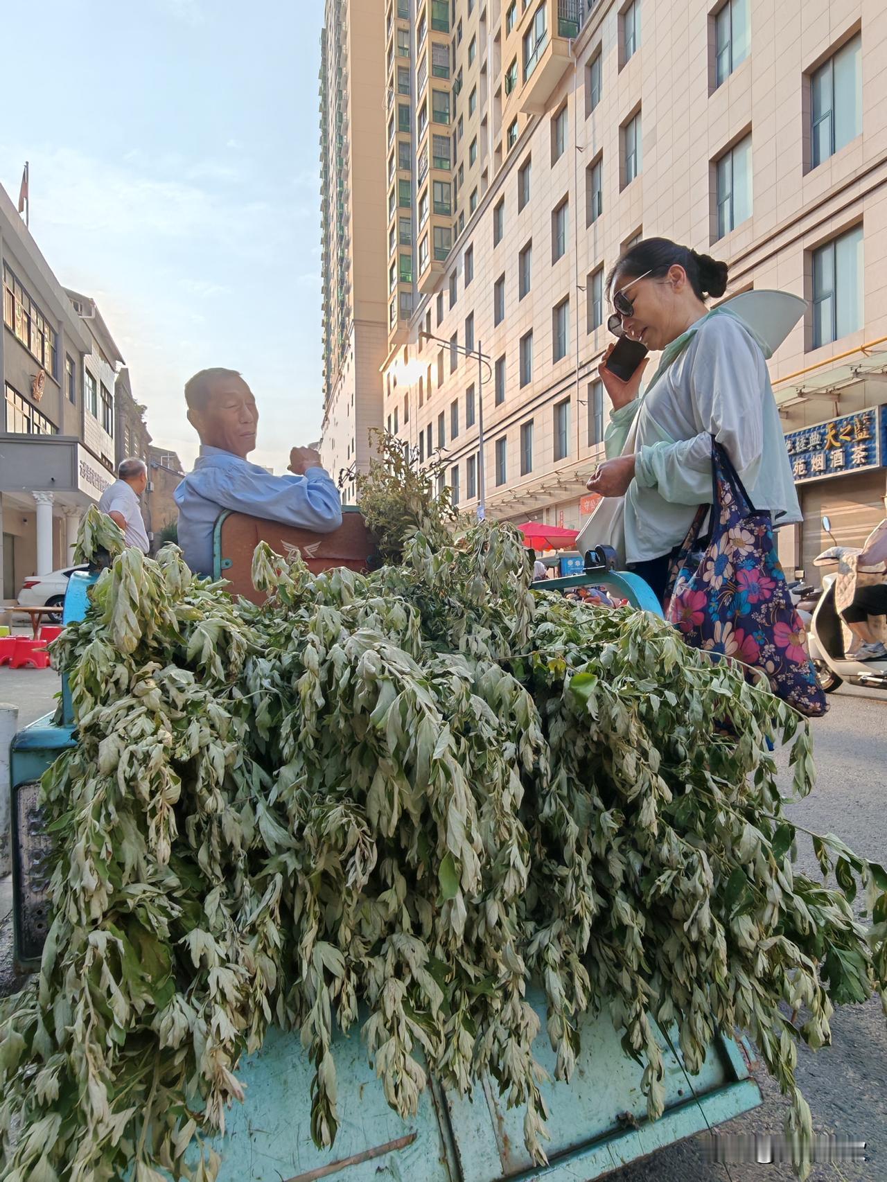 端午出游分享艾草俏！