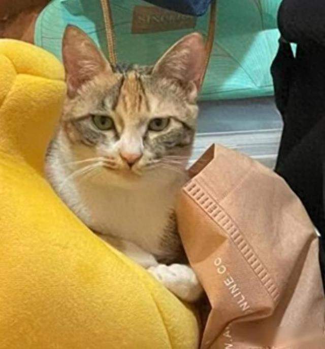 告诉喂猫人“我家猫超凶”收到照片后我愣住它趴在人家腿上打呼噜