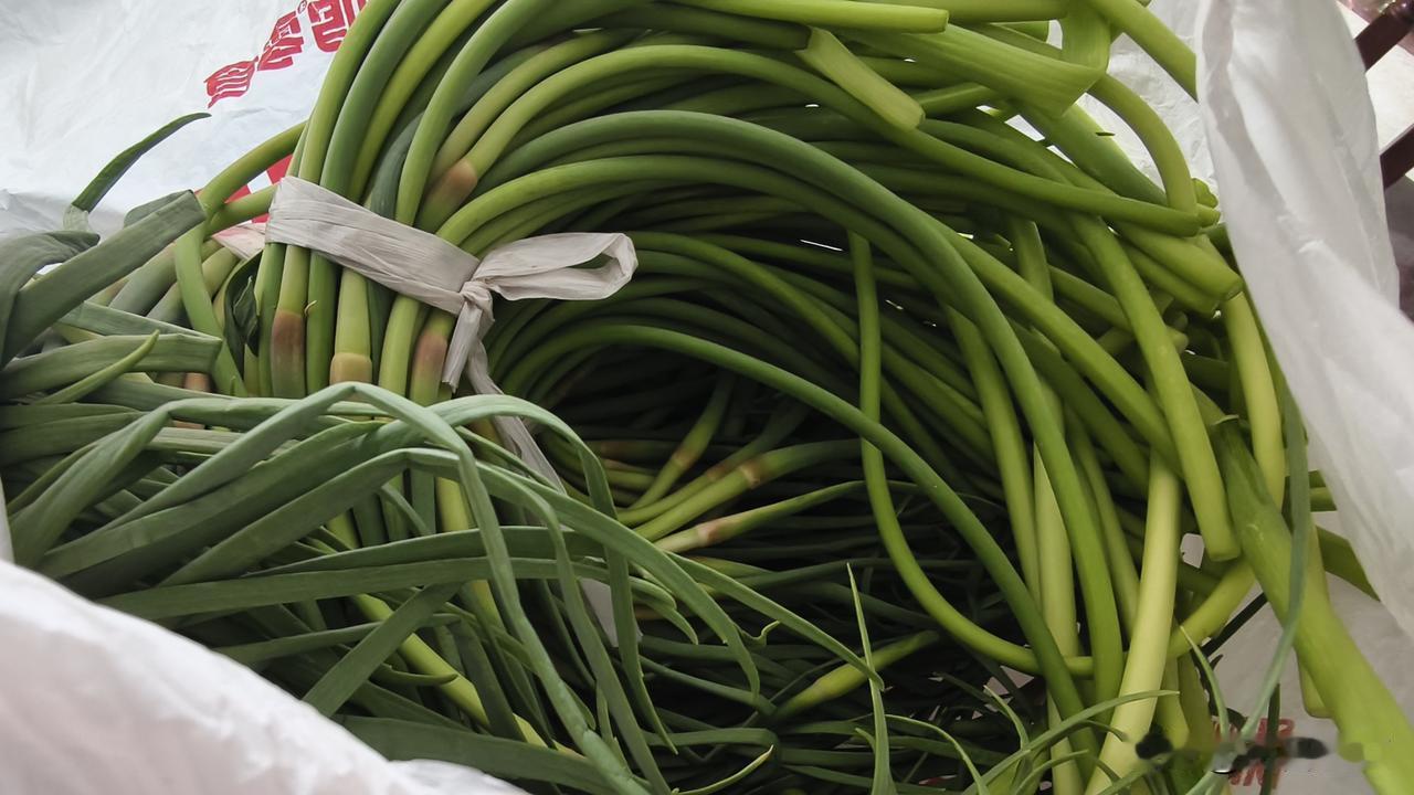 蒜苔竟然实现自由了！

今天是春假第一天，遛弯喝茶休息。
推送了本地的视频，附近