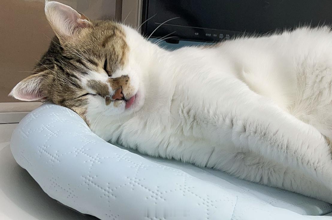 最近脾气变得更臭的大坏猫 