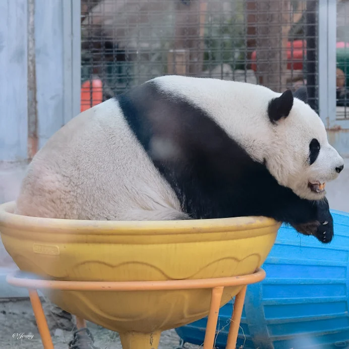 萌兰：我还没吃到汤圆安排送你Q弹Q弹一碗🐼