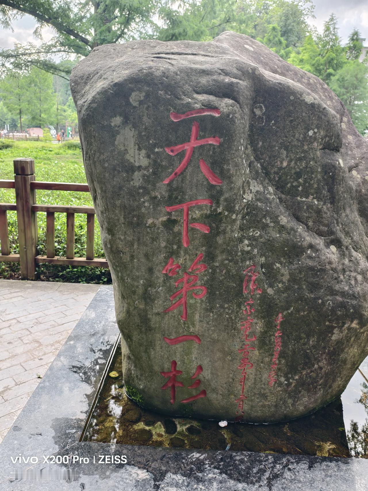 这是利川谋道天下第一杉。树高35米，树经2.4米，冠幅22米，是世界上树龄最大，