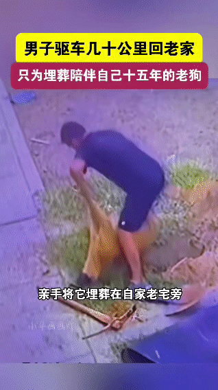 十五载相伴，是老狗用一生陪他走过漫长岁月。当老狗离世，男子二话不说驱车几十公里赶