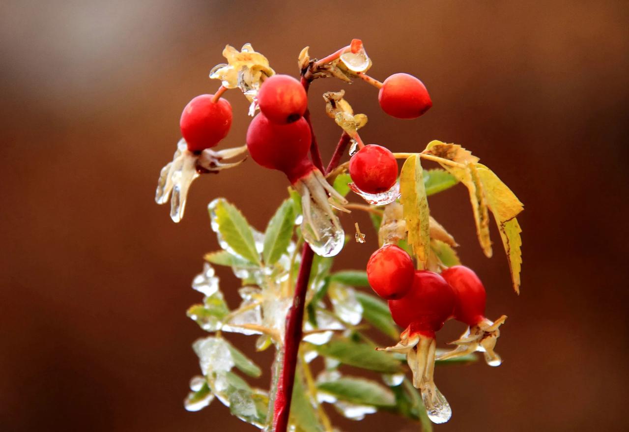 #随手记录秋日生活#
#晒出你眼中最美的新疆#



天池奇葩蔷薇果   

深
