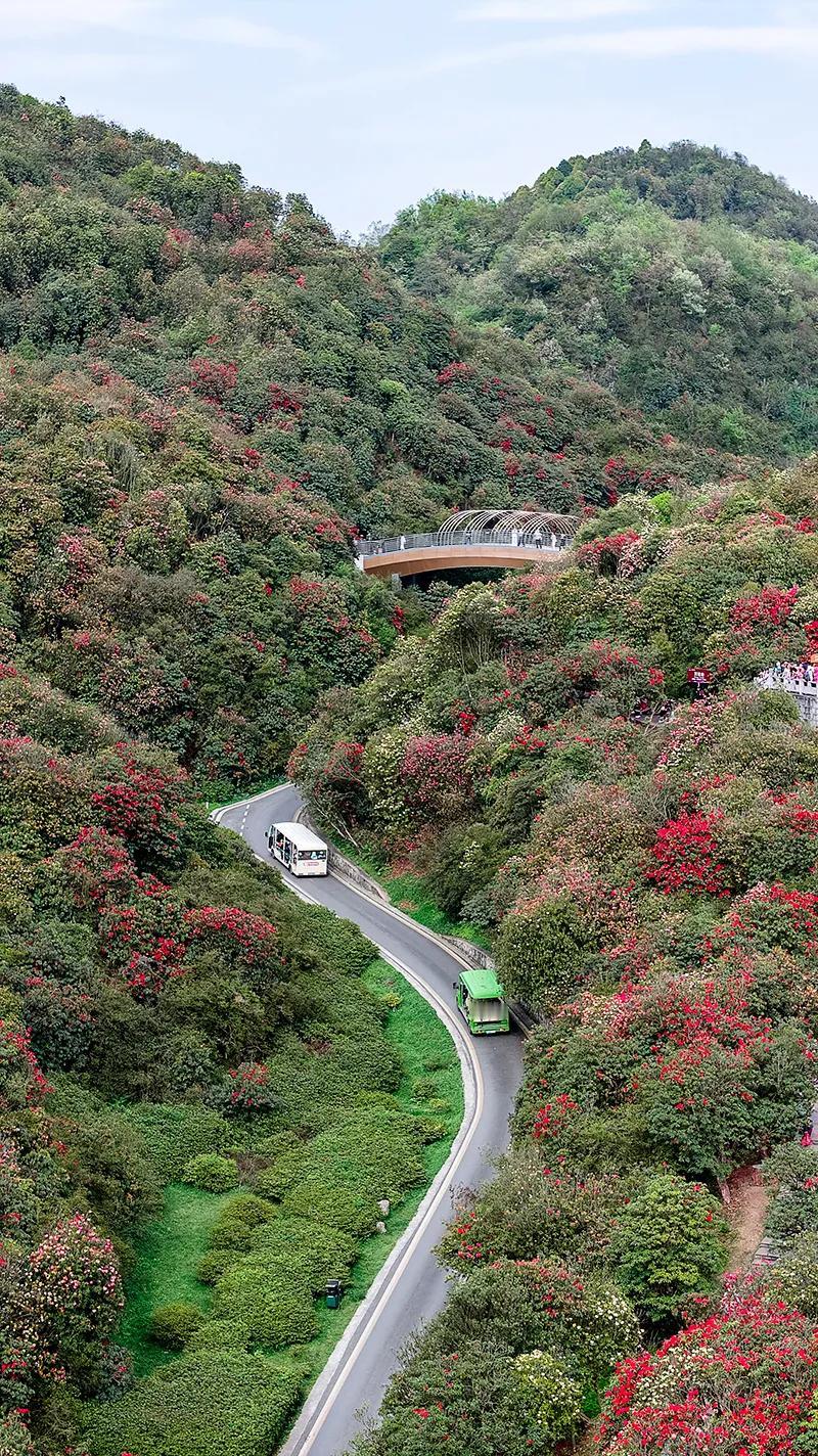 贵州毕节市百里杜鹃，太美了吧？！