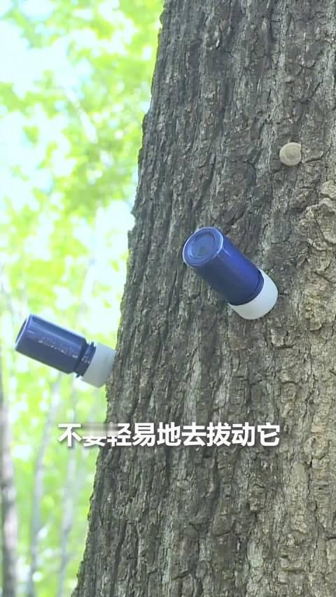 【转发了解！插树上这种小药瓶是啥？】近日，安徽亳州市区绿化人员为杨树“打针绝育”
