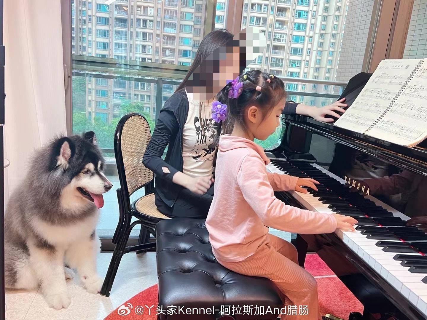 合格的阿拉斯加姐姐 就是要当妹妹的练琴搭子[哈哈] ​​​
