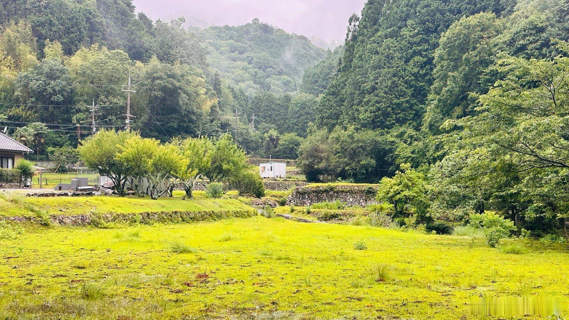 连日的梅雨，洗净了尘嚣，却让绿意浓得化不开～～仿佛万物都在此刻深深呼吸🧘、积蓄