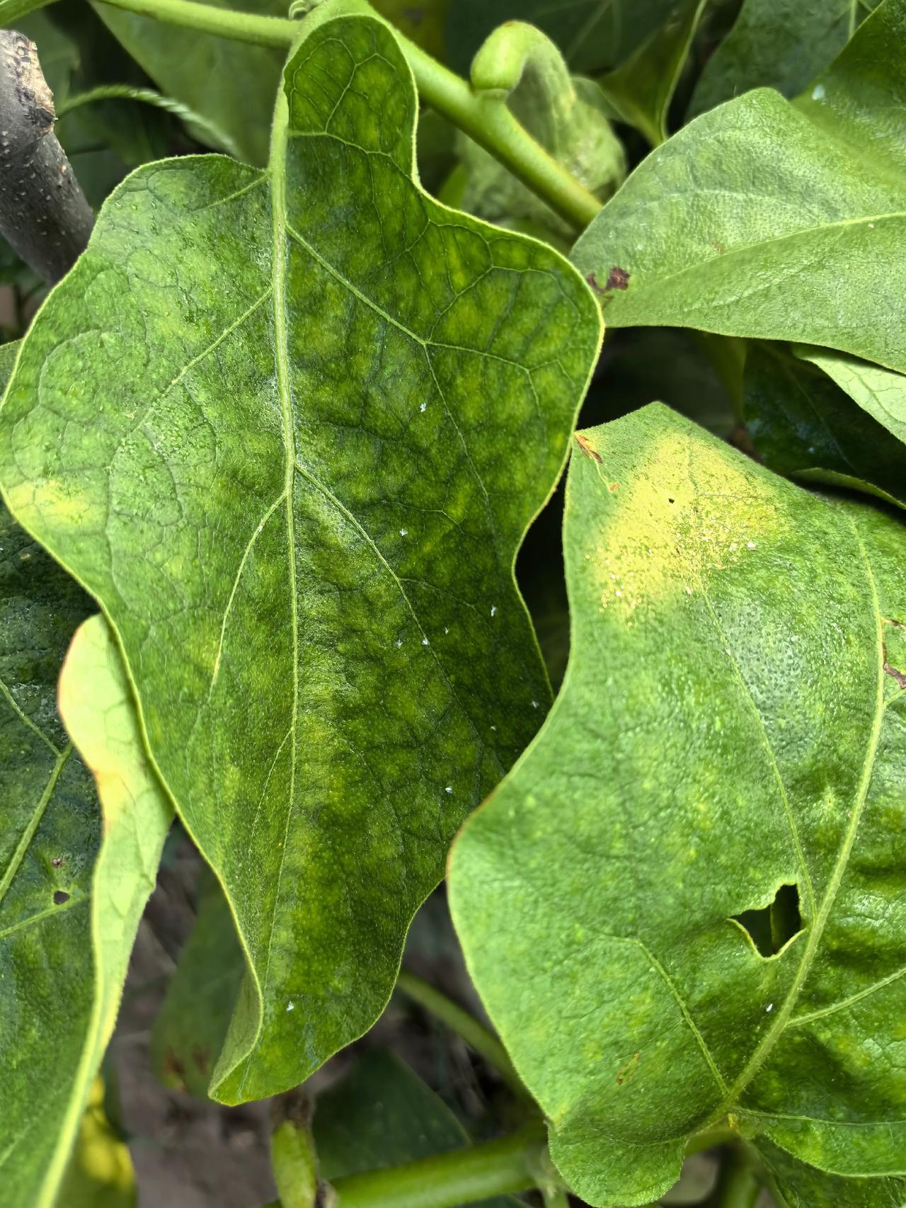 白粉虱 特效药前打后落虫卵双杀
