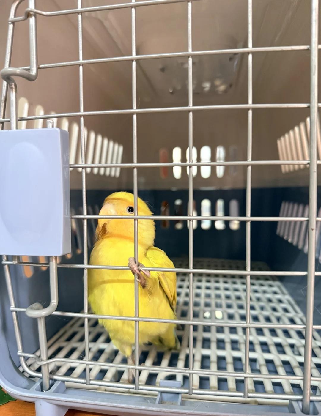 江高镇有没有人丢鸟了
亲人 豆包说是牡丹鹦鹉 附近很多人养猫了所以先关起来了
联