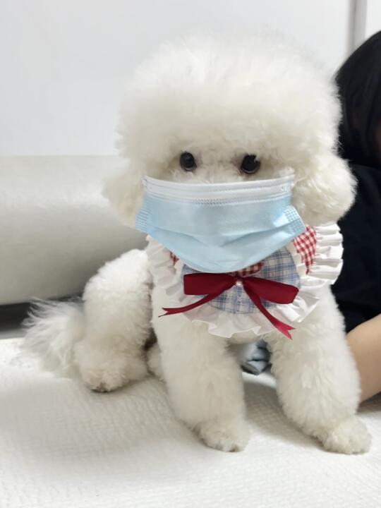 咳咳，小狗我有点咳嗽😷