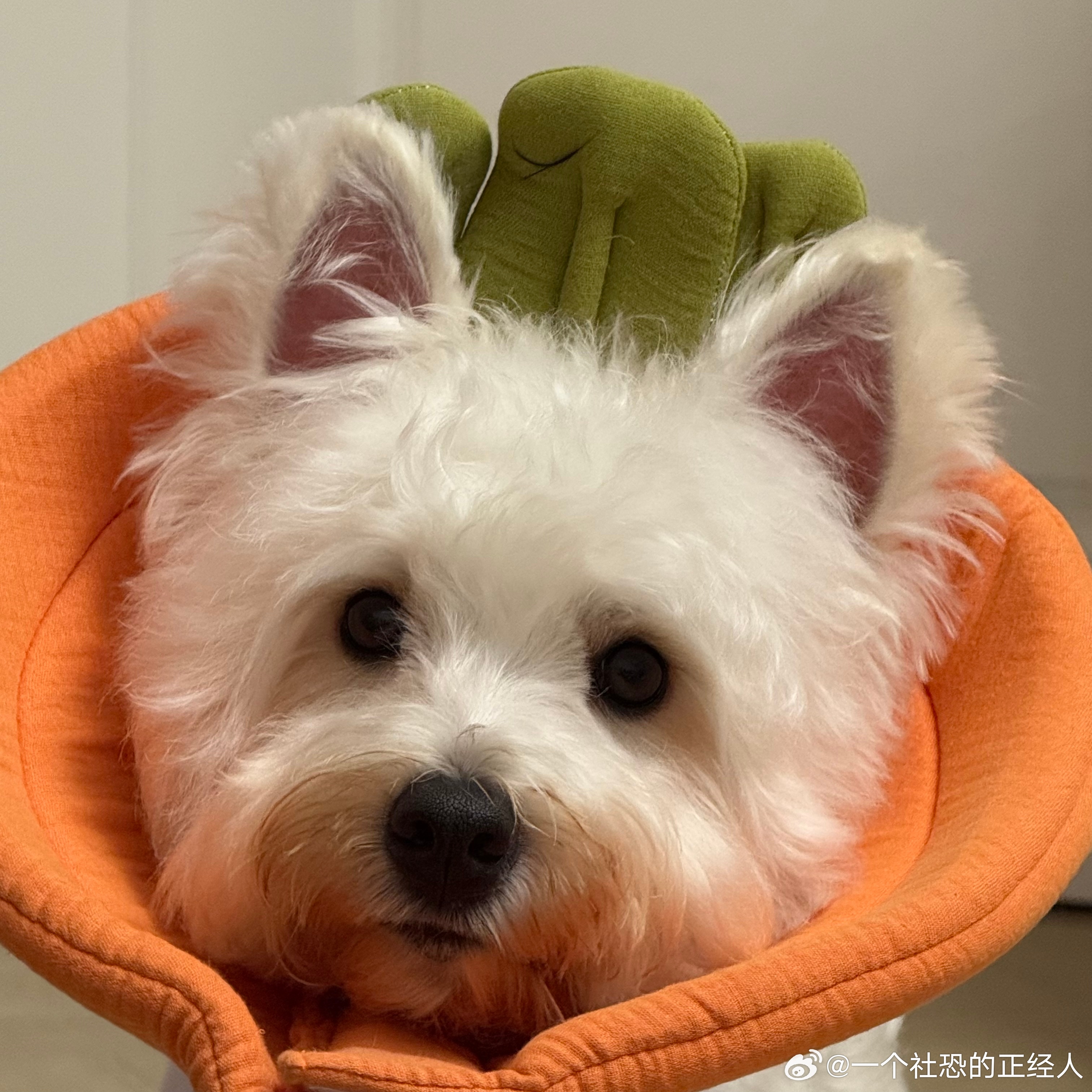 不呆可爱的胡萝卜呆🐶 