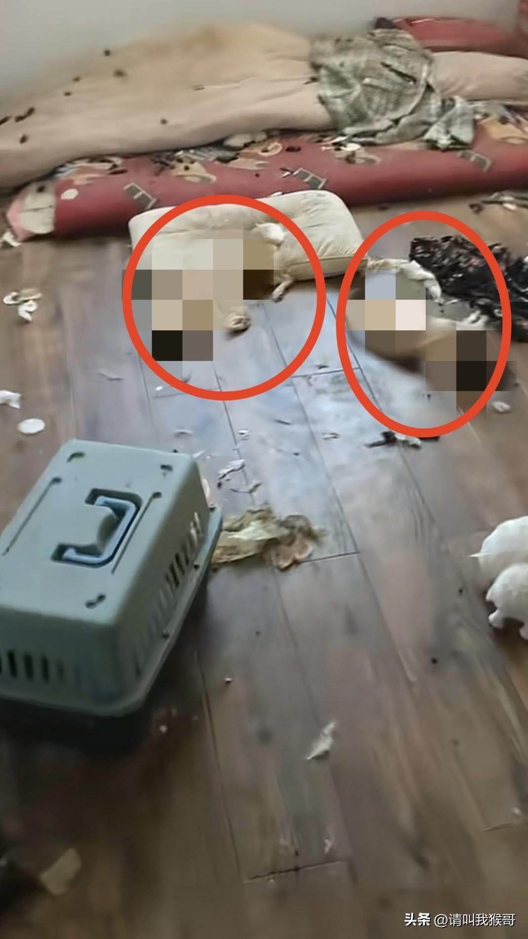 近日一房东发视频吐槽，她的一个租客退房说让房东自己收拾屋子，不要押金了，房东也没