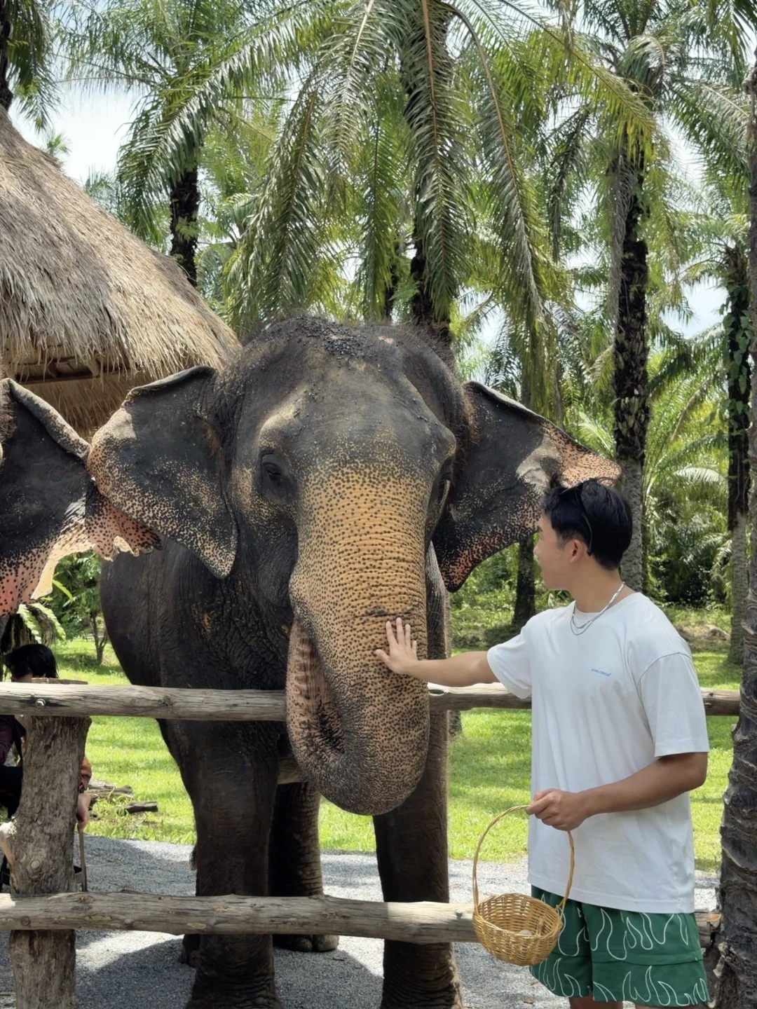 🇹🇭甲米 | 免费和大象互动喂养大象🐘攻略