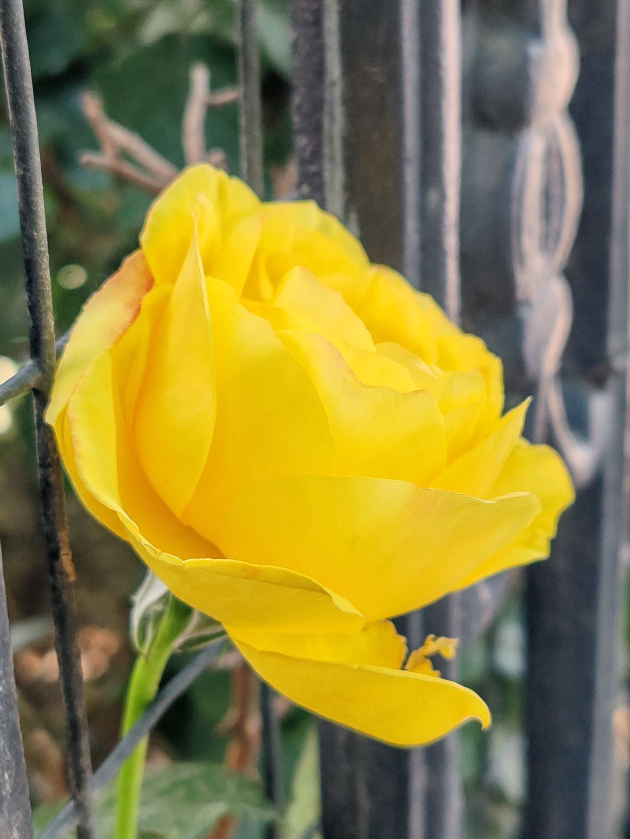 分享一张你拍的花，什么花都行随手拍。