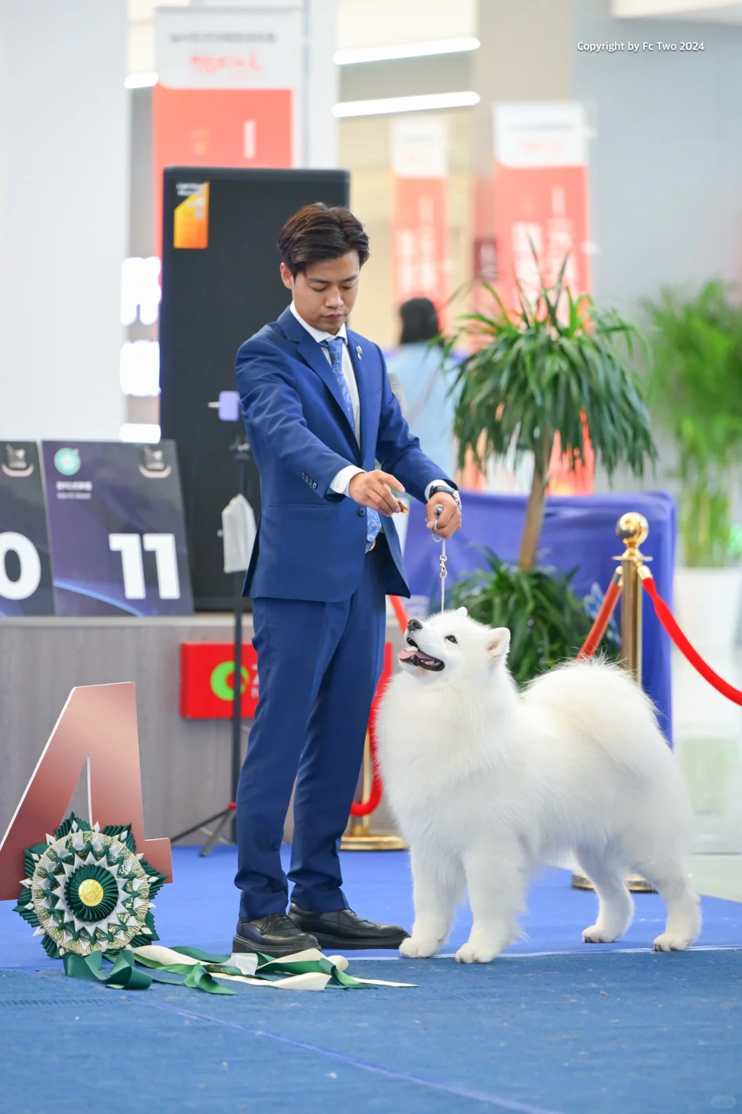 西安第二天：萨摩耶犬15月龄小帅从18只青年犬中脱颖而出，获得全场总冠...