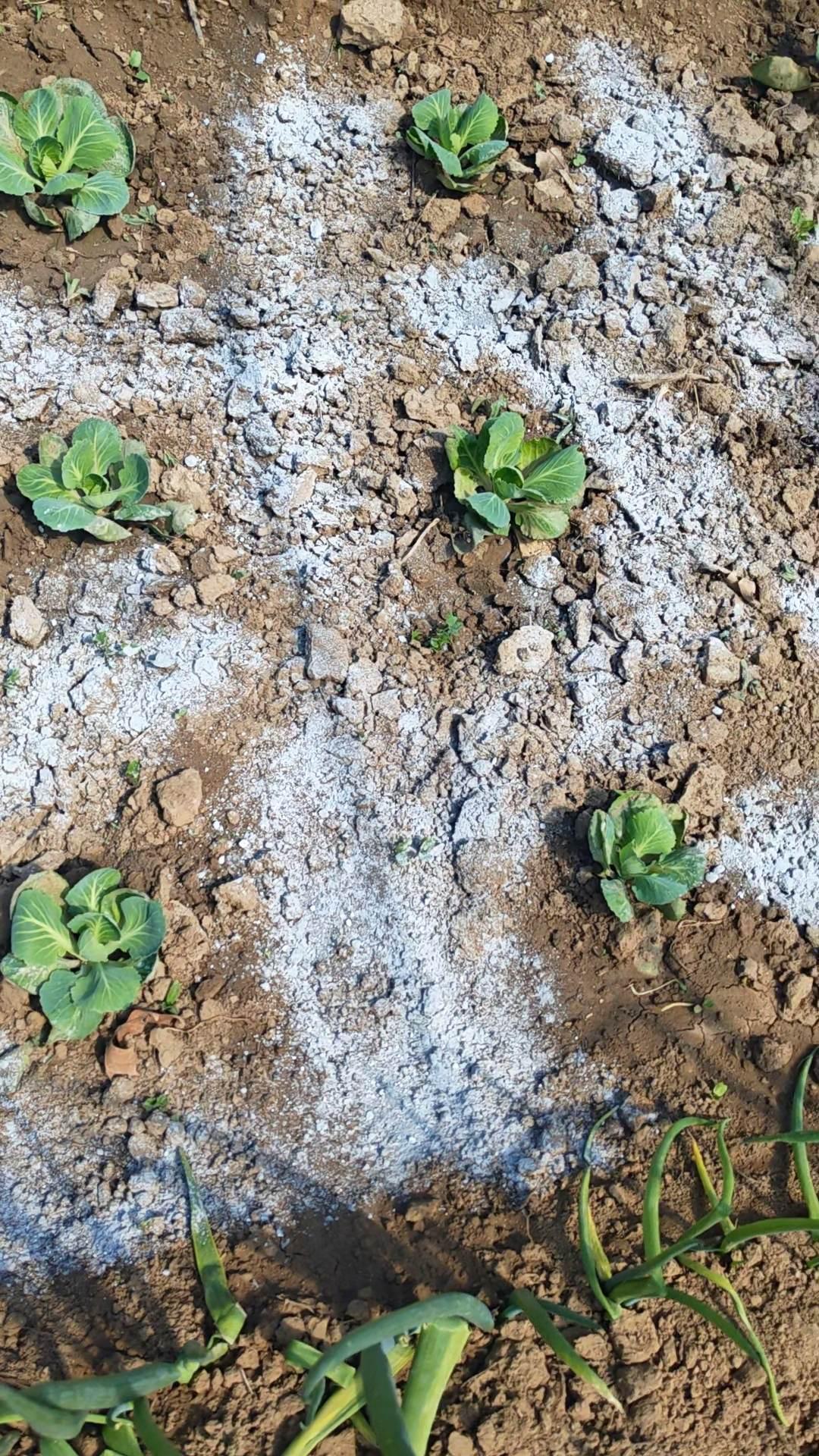 土壤改良种植记录 土壤改良
