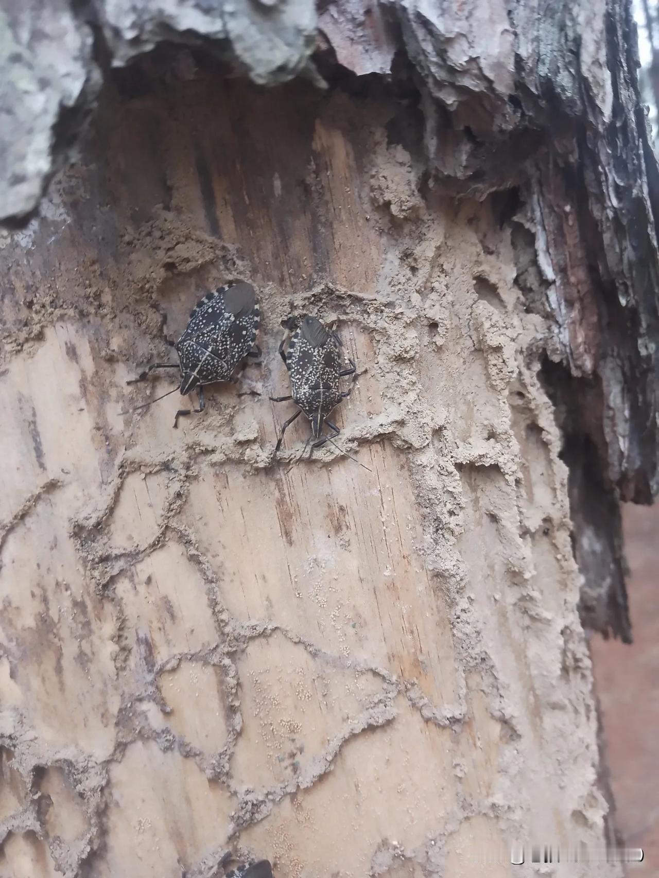 昨日回家去跋山，山上的数十年树龄的松树，不少旱死枯萎。扒开树皮，里面
有很多这种