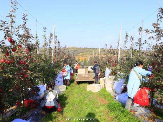 洛宁东宋镇：万亩河滩地结出“致富红苹果”洛阳乡村振兴新赛道洛宁县东宋镇“木美土里