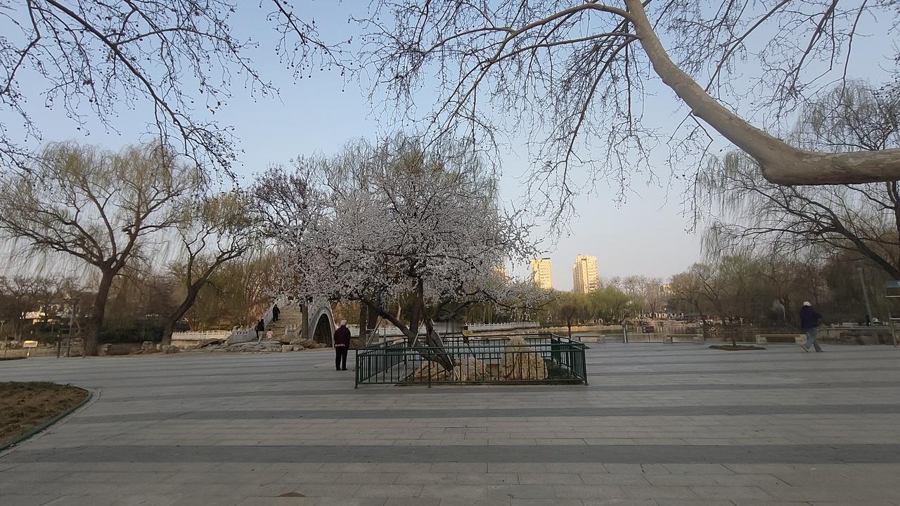 春天里的裕西公园。真美。一切都生机勃勃，春生夏长秋收冬藏[灵光一闪][灵光一闪]