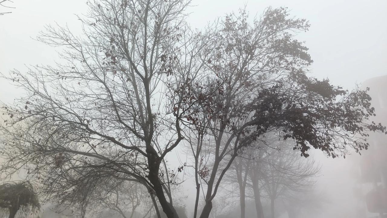 今天是大雪节气。外面是大雾天气。
今天的时光不适合出去锻炼，我就坐在家里静心读书
