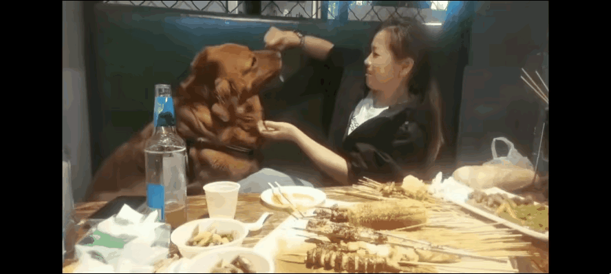 从女子跟狗并排坐着的行为不难看出，在她的心中，狗狗早已被当成了至亲之人，甚至赋予