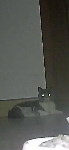 有小猫咪就像有自己的孩子一样我妈今天跟我说他没咋吃鸡胸肉我立马奔波回家…我抱着咩