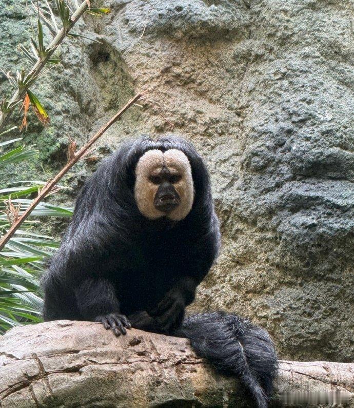 王力宏挑染出现人传猴现象 我惊了！王力宏金发挑染成今年发型大热门。南京男明星杜杜