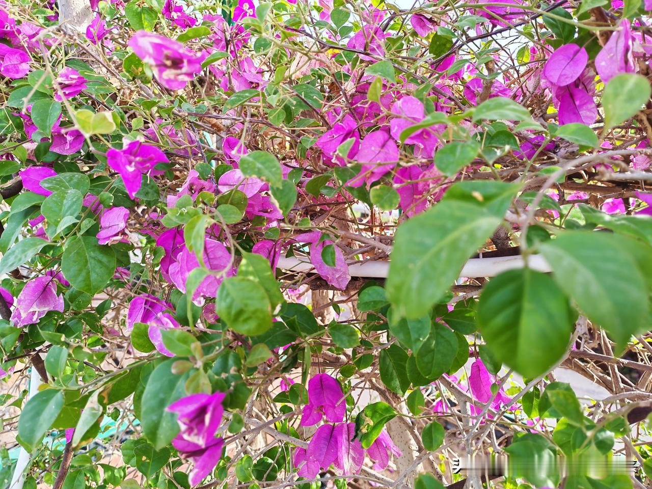真心话茶局小花