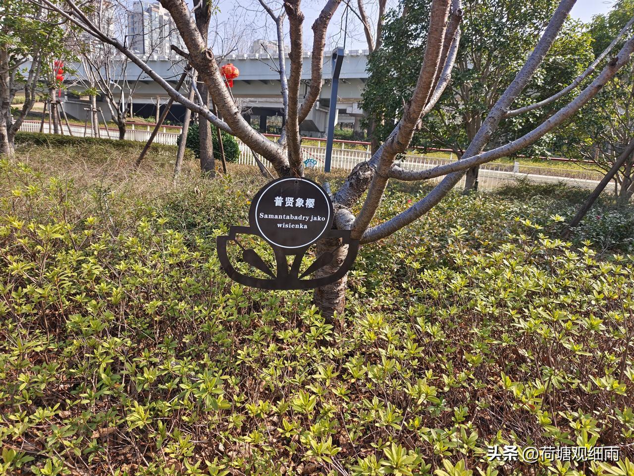 梅园里不见梅，东瀛樱花树满园。染井吉野樱占了一大半，普贤象樱一小半，松月樱三、五