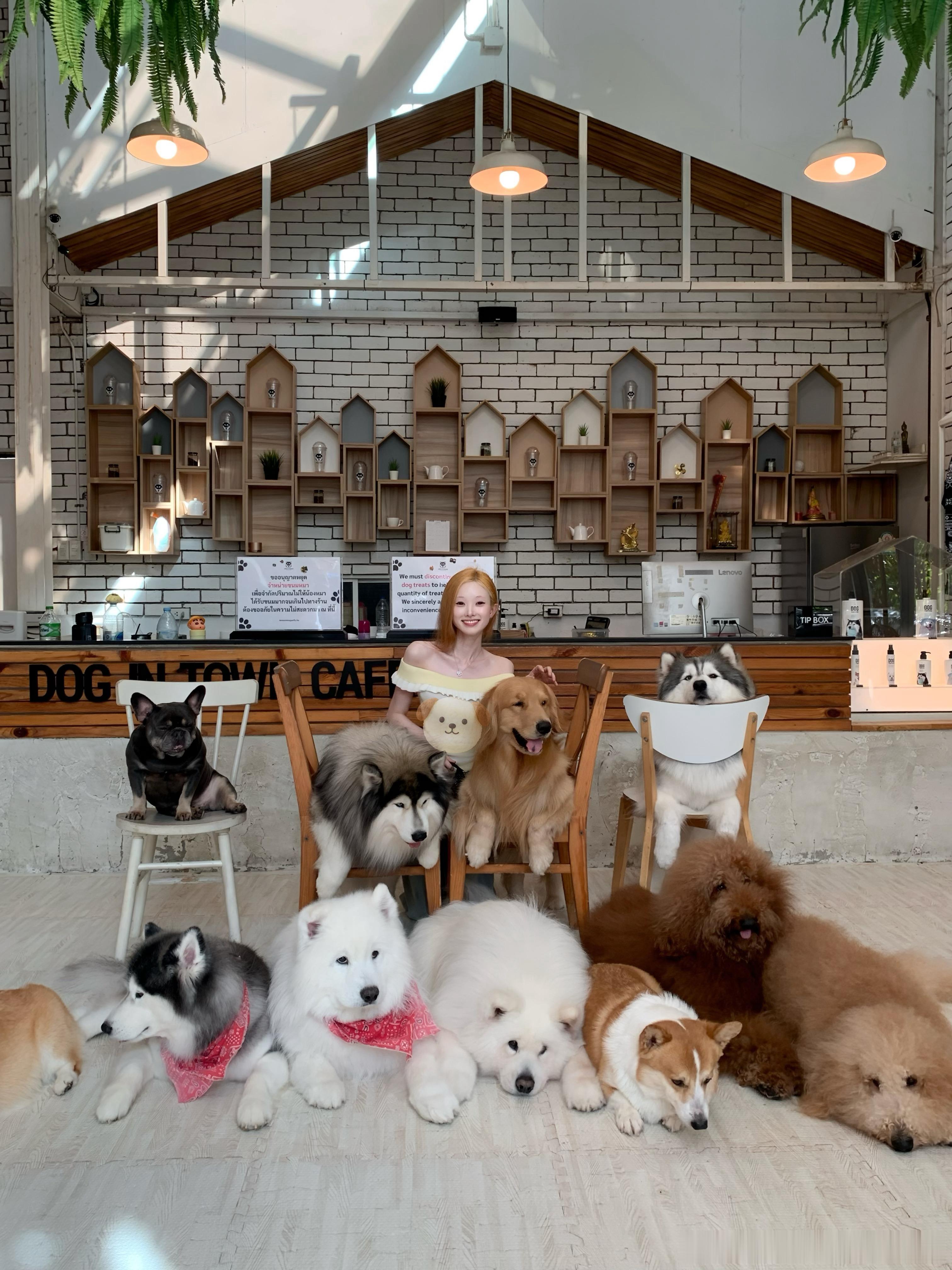 小小日记哈哈哈哈哈哈 今天是被萌狗们包围的一天太幸福了 啊这个dog town真
