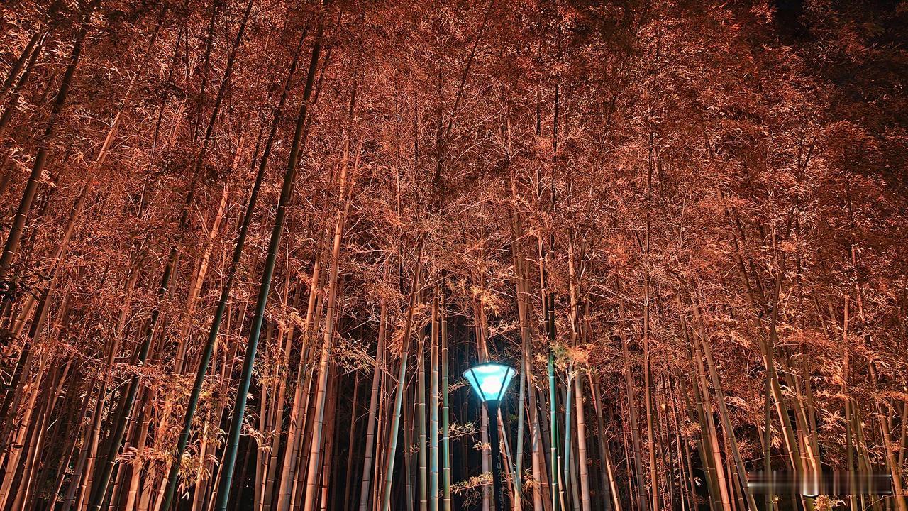 分享一张你最近随拍的照片宁静夏夜翠竹红