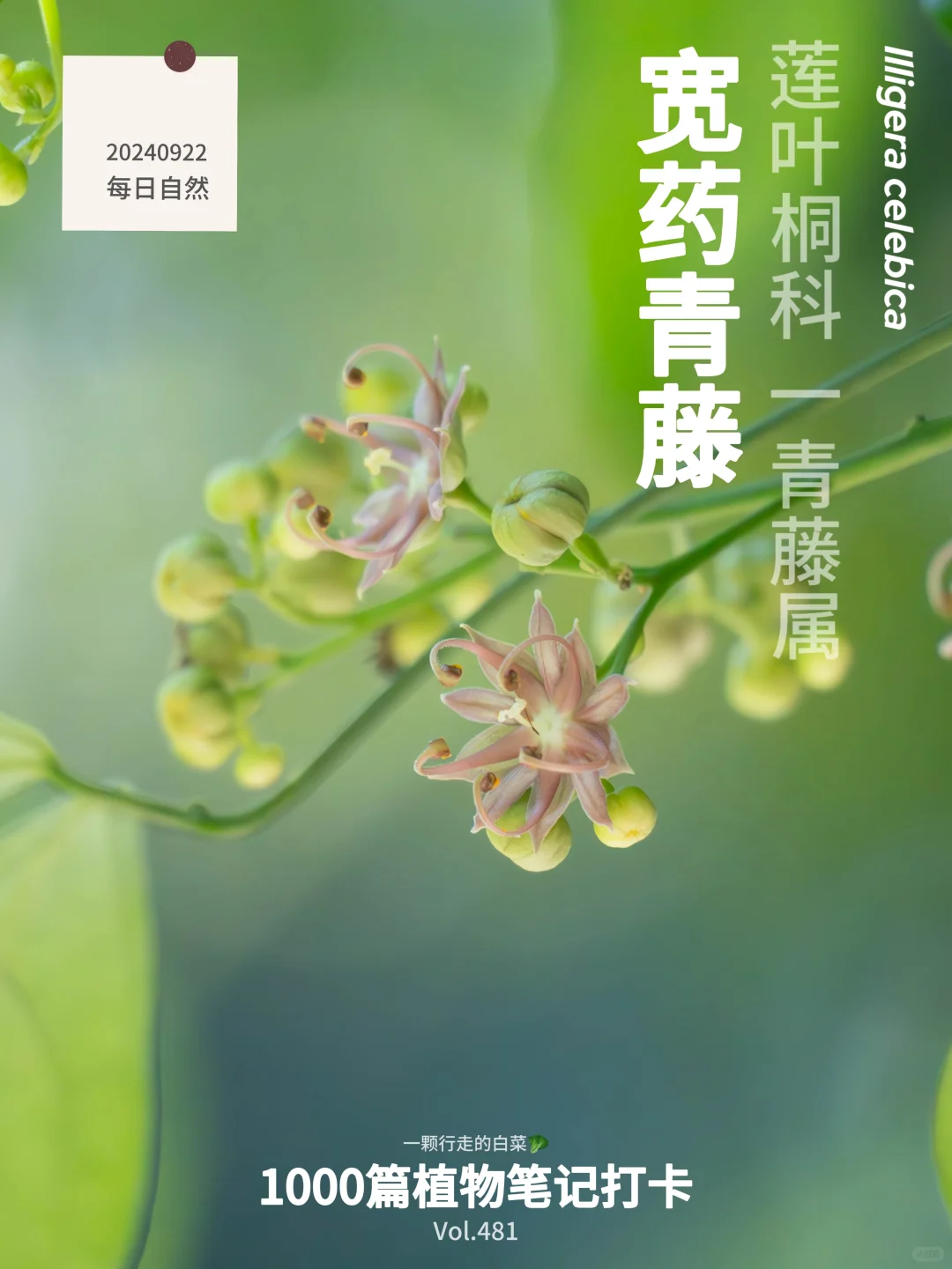 植物笔记481 | 燕凤蝶喜欢的宽药青藤