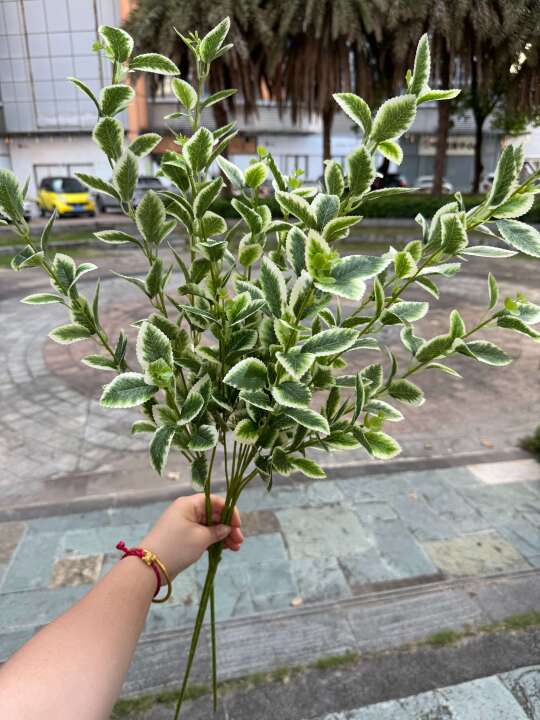 💐绿叶新品上线！爆款绿叶厂里直销价优
