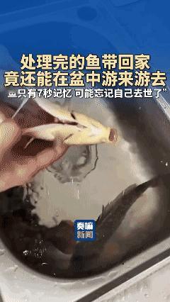 🐟的记忆如果只有 7 秒的话
那它可能已经忘了它已经离开这个世界了[笑哭]