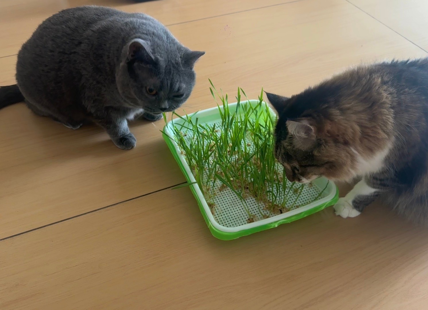 爱吃新鲜猫草快看呀这是我的小猫 ​​​