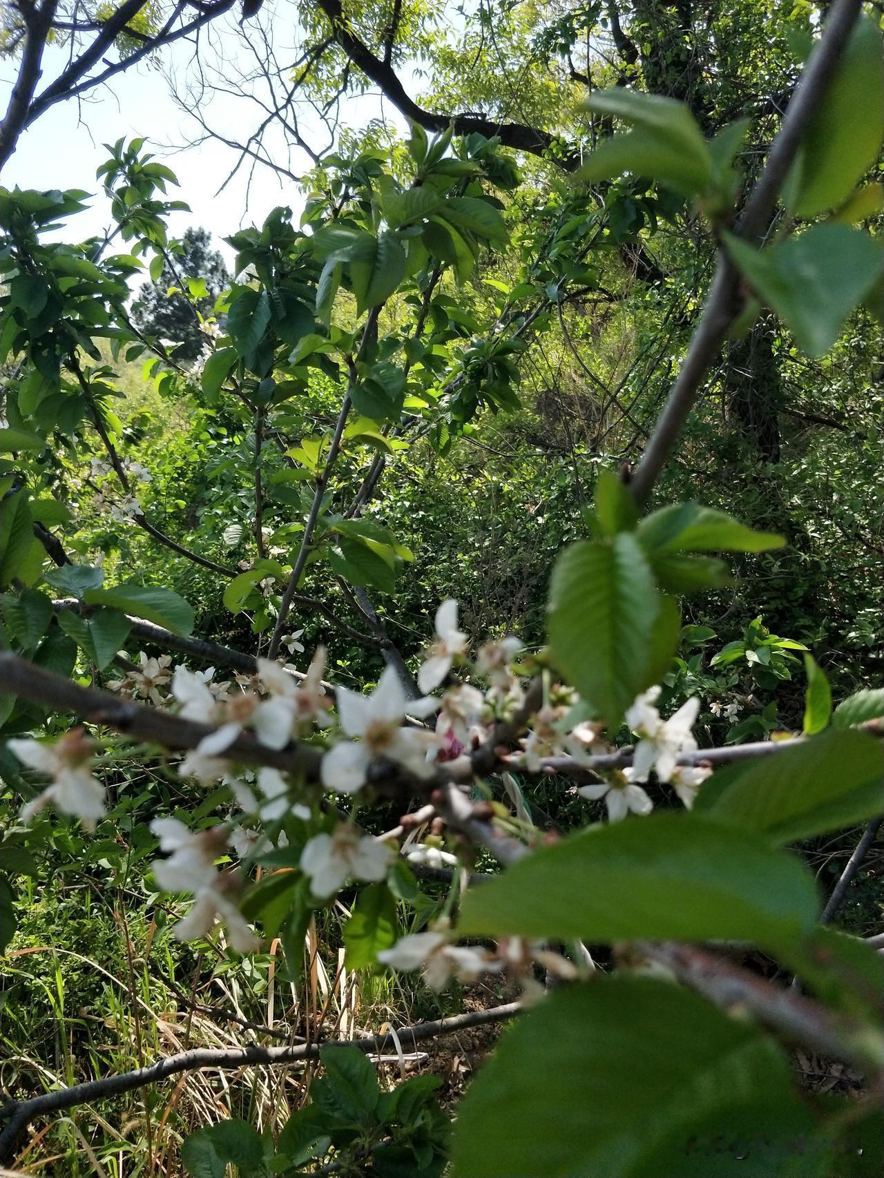 与大自然原始森林融为一体的自然景观。感恩天地。馈赠的精神食粮和各种养生野菜。你们