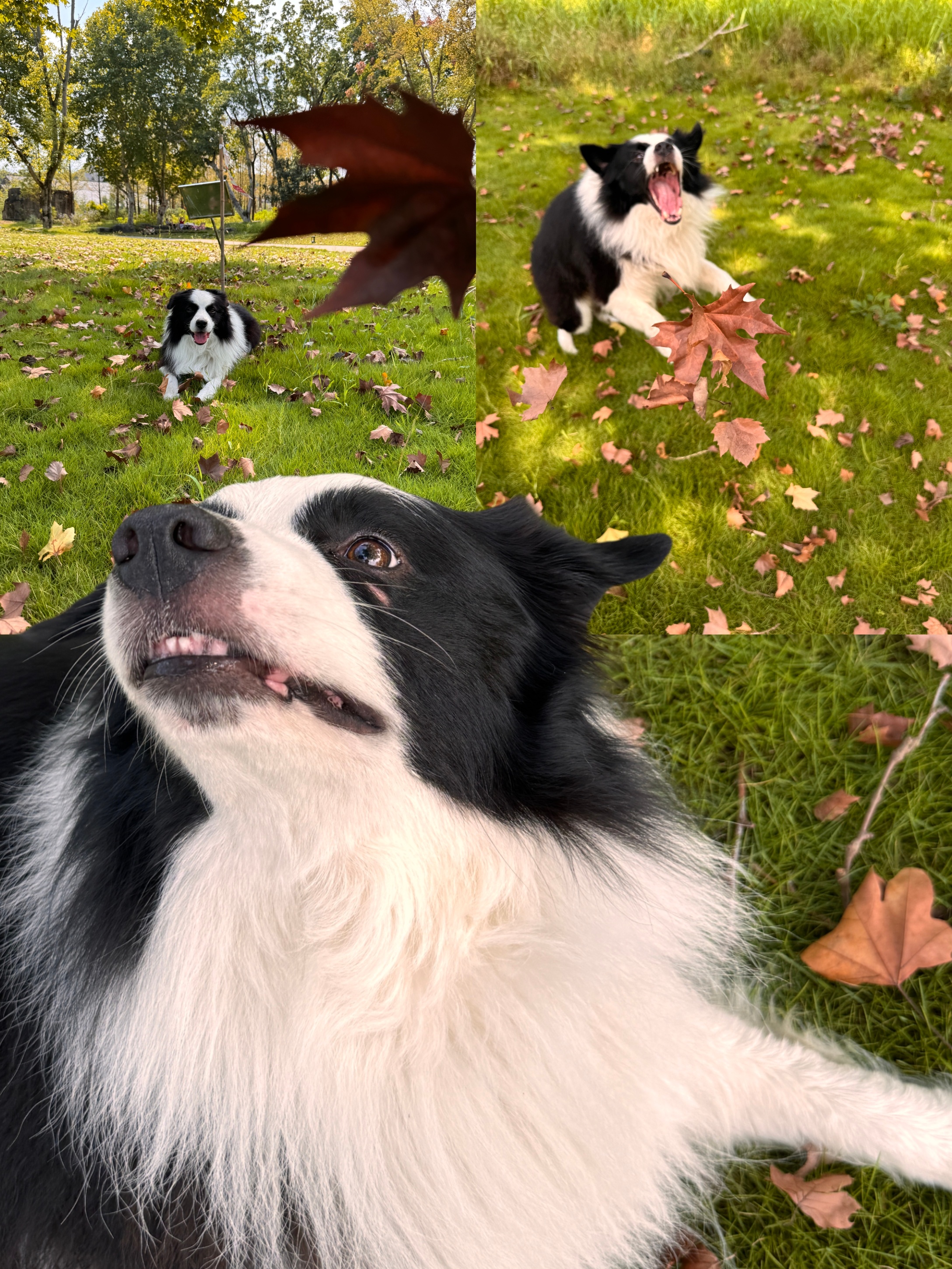 OPPO Reno15系列的“出圈实况拼图”还是很好玩。你可以选择相册中多张的实