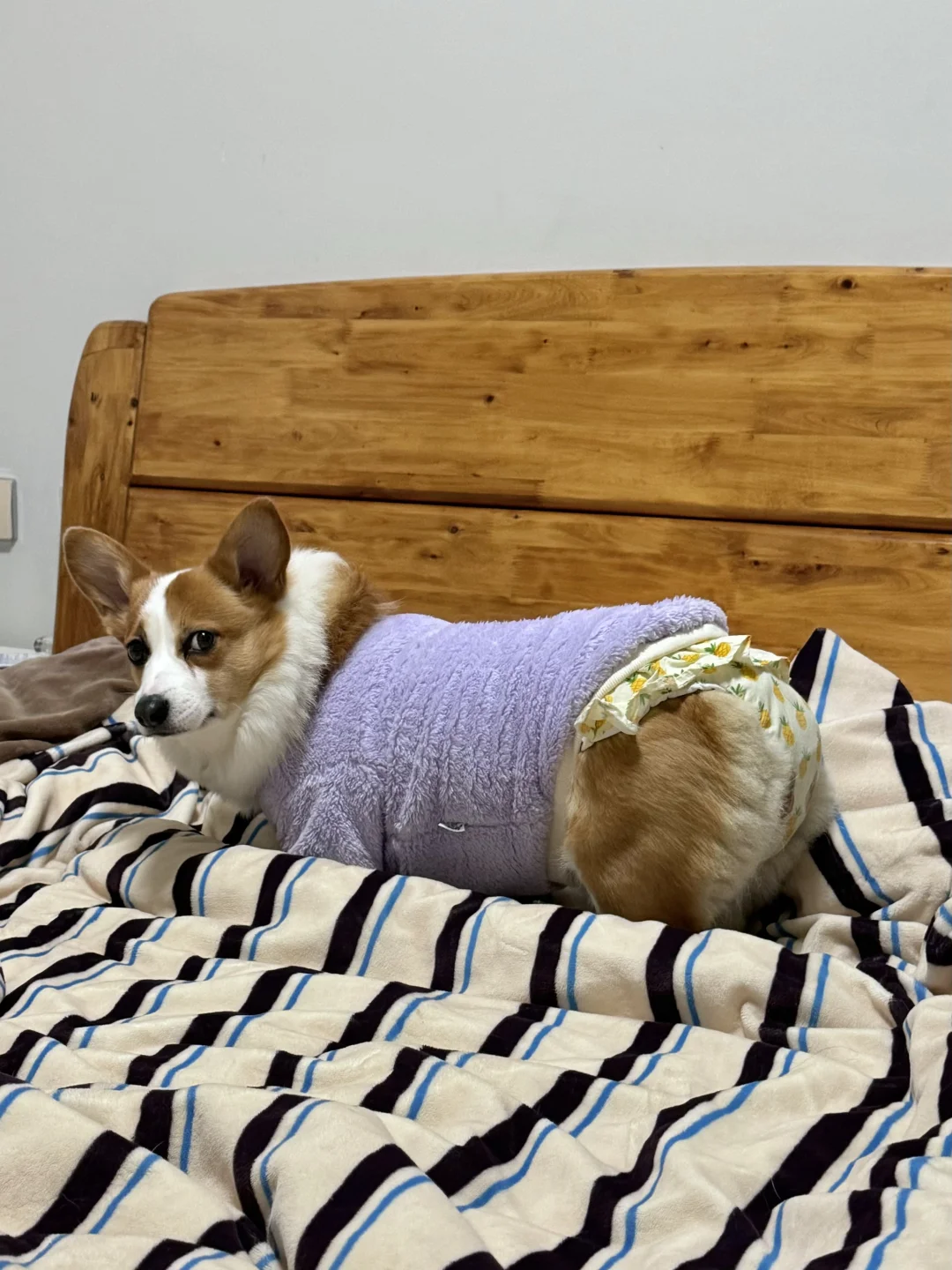 毫无边界感的小狗🐶抢我床的强盗小狗
