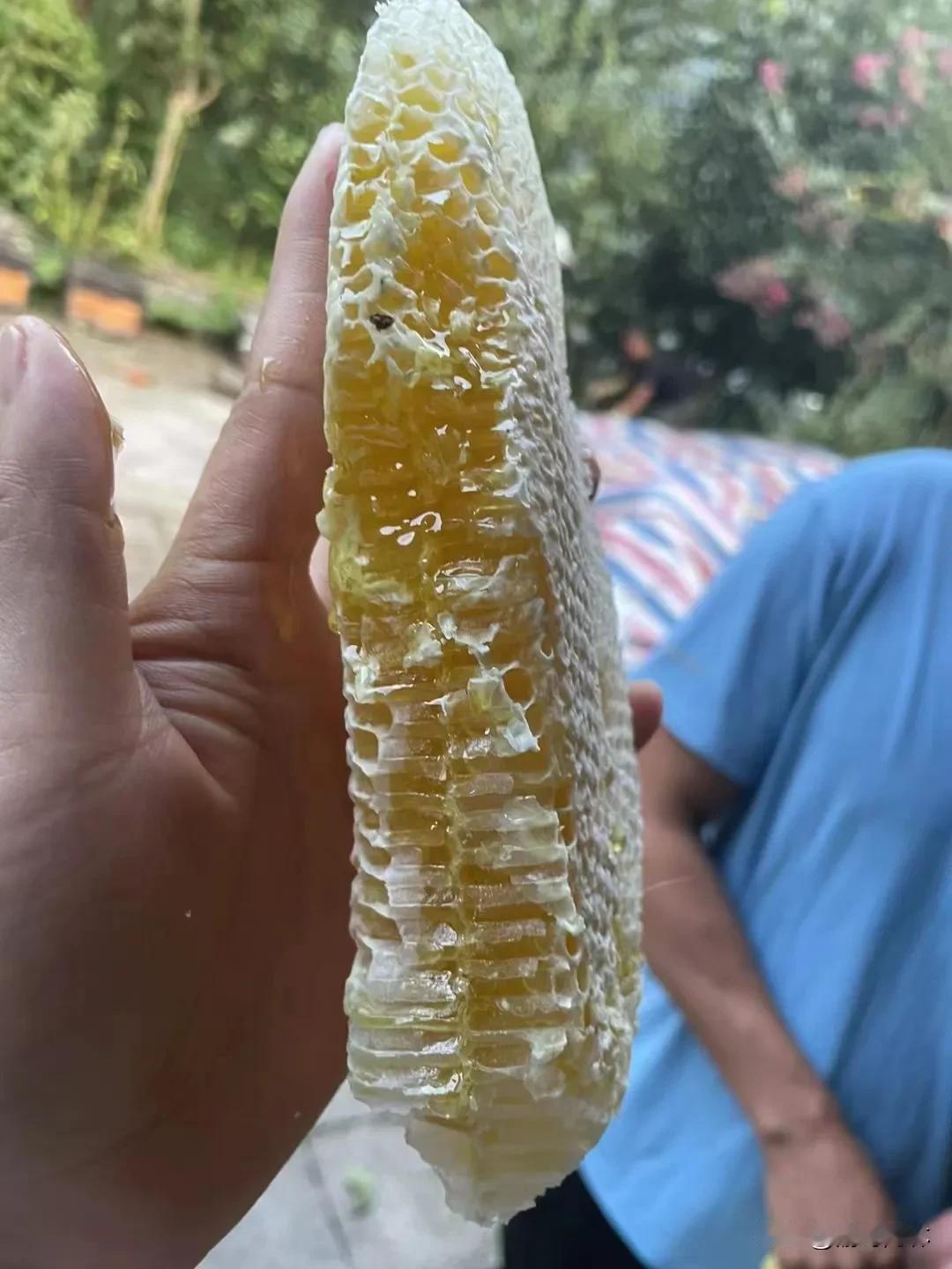 这才是没有喂过白糖的蜂蜜，纯的土蜂蜜，跟你以前可能买到的蜂蜜大不同，
这也是我自