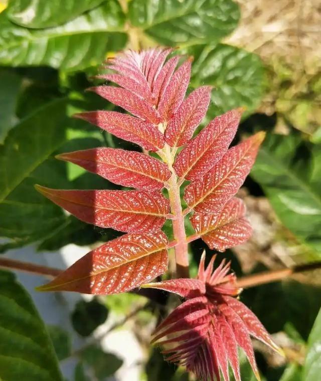 1784年，一位美国园艺师在欧洲发现了一种来自中国的树，虽然气味怪，但非常好看，