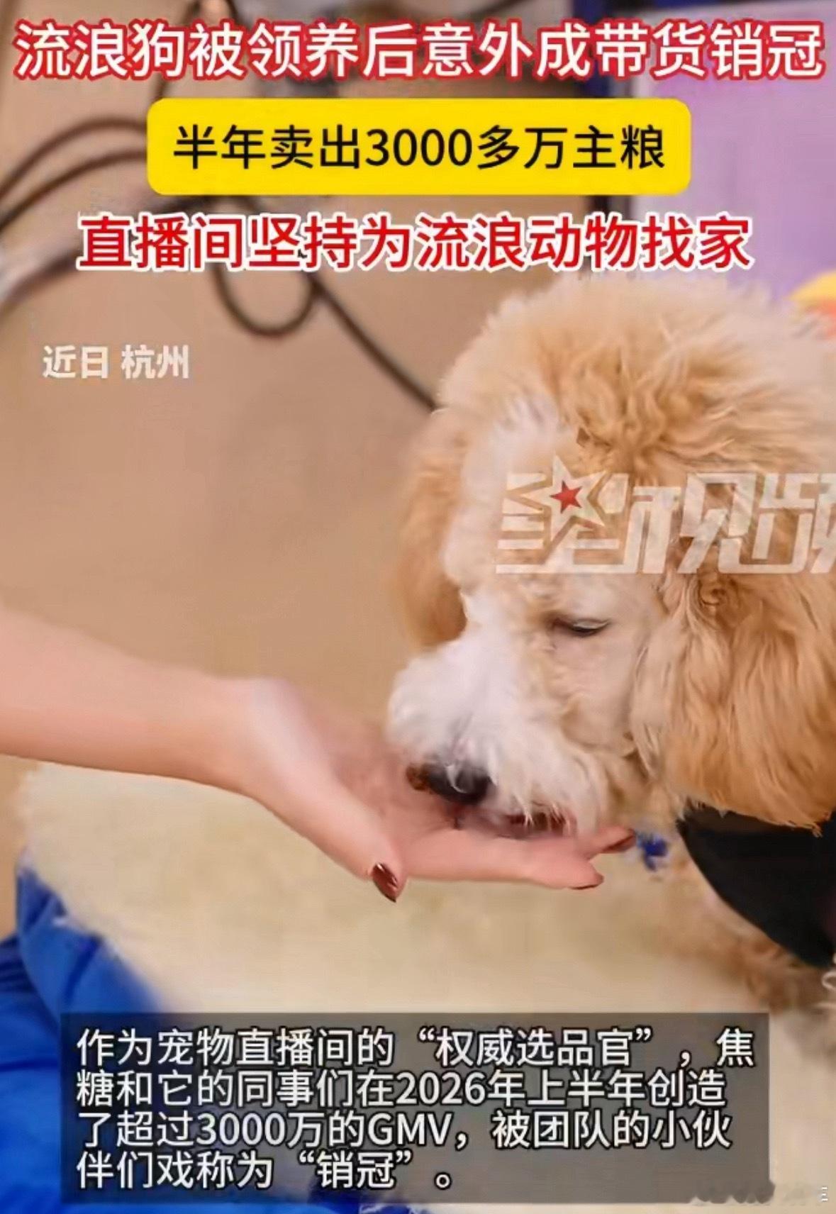 一条流浪狗，半年卖货卖了3000万。这没个字都能看懂，但组合到一块反而很疑惑，估