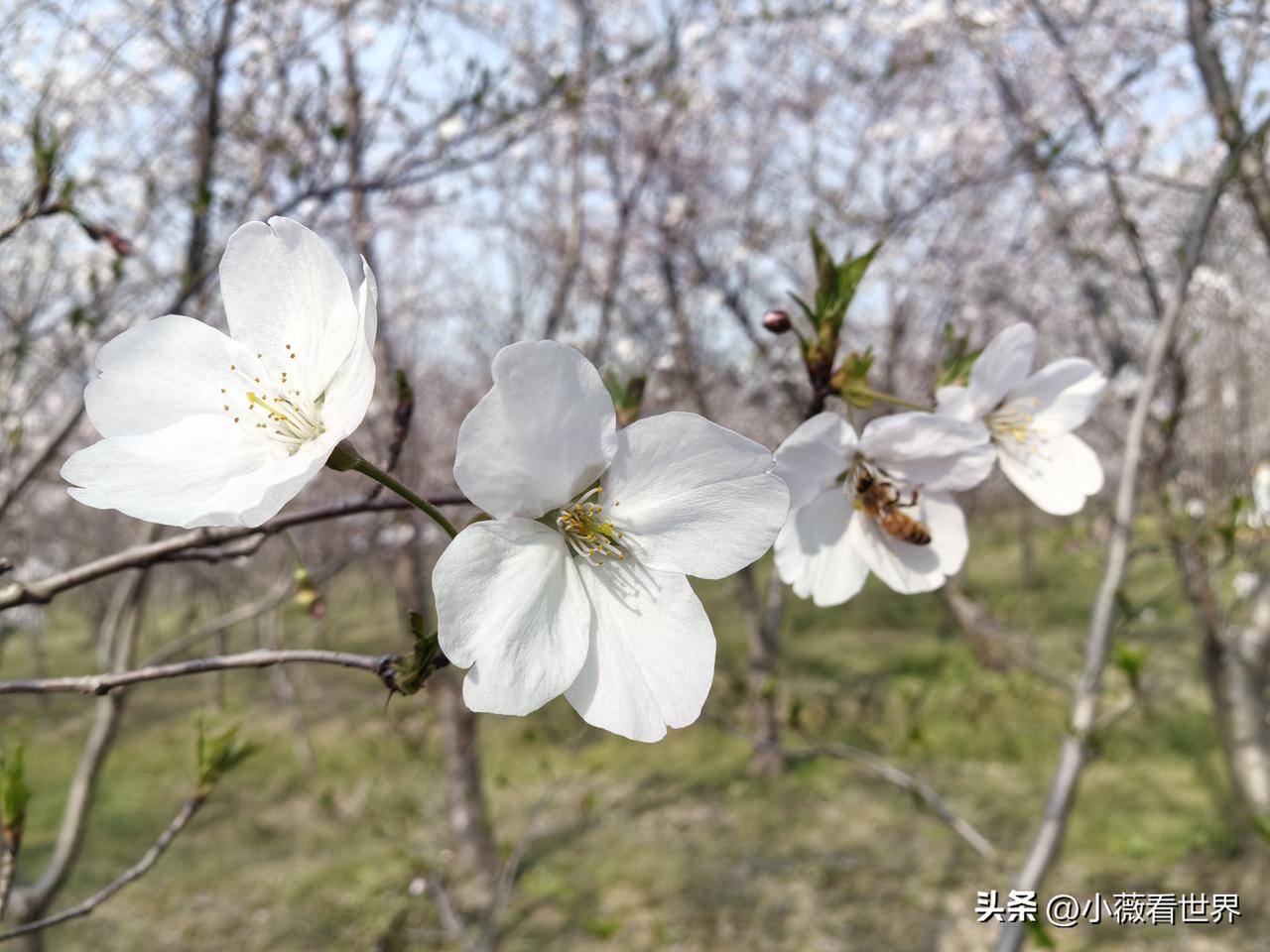 不管来多少次，这里的春光，永远看不够。

李花儿白，菜花儿黄，海棠花红，桃花夭夭
