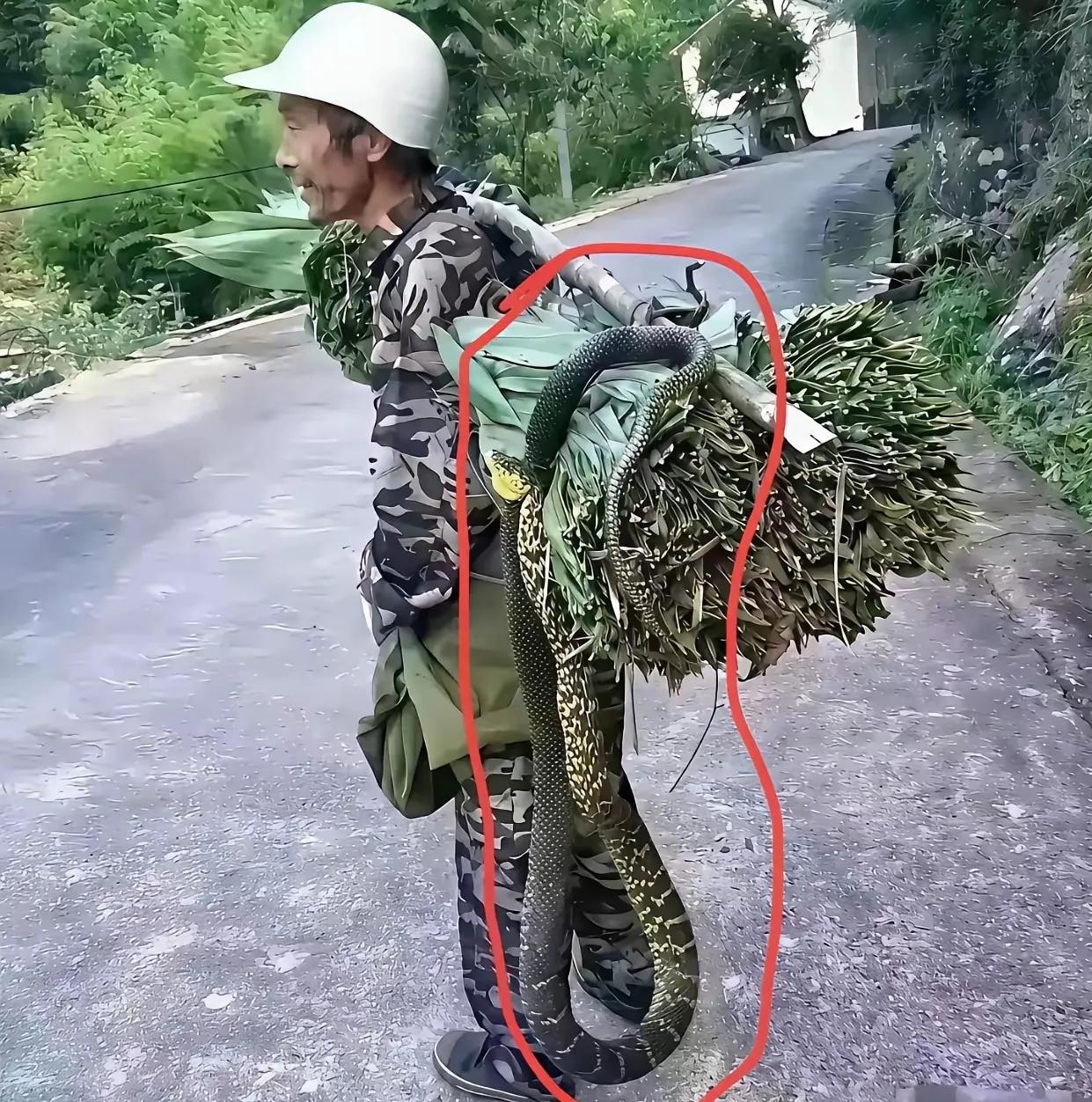 户外探险这大爷是真的虎。蛇 蛇什么时候活动最频繁?