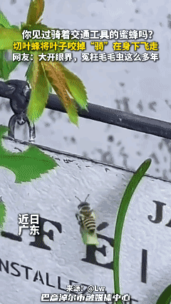 你见过骑着交通工具的蜜蜂吗？切叶蜂将叶子咬掉“骑”在身下飞走，网友：大开眼界，冤