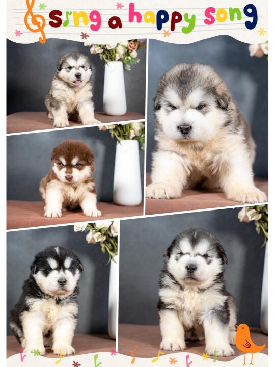 有偿！🐶萌宠来袭！快来给小可爱们取名啦